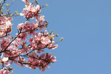 Beautiful magnolia tree with pink blossoms against blue sky, low angle view. Space for text © New Africa