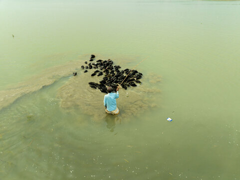 Aerial view of a man herding a large flock of black ducks in shallow murky water using a long wooden stick Bogura, Rajshahi Division, Bangladesh.