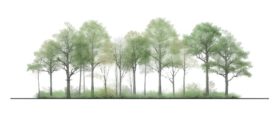 Watercolor forest trees elevation view for architectural visualization and landscape design © Shahnaz