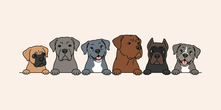 Cartoon cane corso dogs peeking over a line colorful vector illustration on a beige background