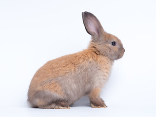 Fototapeta premium Adorable light brown baby rabbit sitting isolated on a plain white background. Cute fluffy bunny looking to the side. Perfect studio portrait for Easter, spring, or pet concepts.