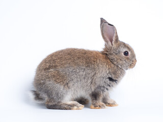 Obraz premium Adorable light brown baby rabbit sitting isolated on a plain white background. Cute fluffy bunny looking to the side. Perfect studio portrait for Easter, spring, or pet concepts.