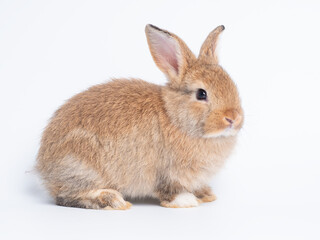 Obraz premium Adorable light brown baby rabbit sitting isolated on a plain white background. Cute fluffy bunny looking to the side. Perfect studio portrait for Easter, spring, or pet concepts.