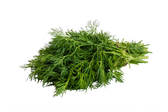 Fresh bunch of dill herb leaves on white background transparent background
