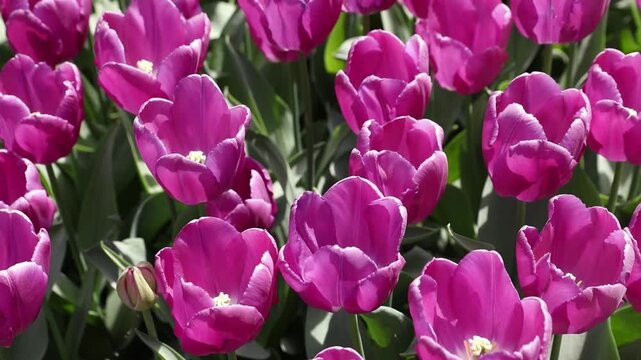 Energetic footage of bright pink tulips in a garden, tossing and turning in the wind. The intense movement captures the raw power of nature during a spring storm or windy day. This high-contrast flora