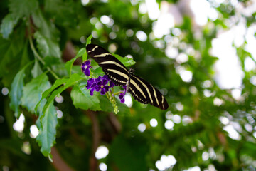 Zebra Longwing Butterfly Closeup Macro Shot On Leaf Heliconius Charithonia insect black and white exotic striped stripes image photo editorial natural with flowers purple stripe high resolution res © Phoebe
