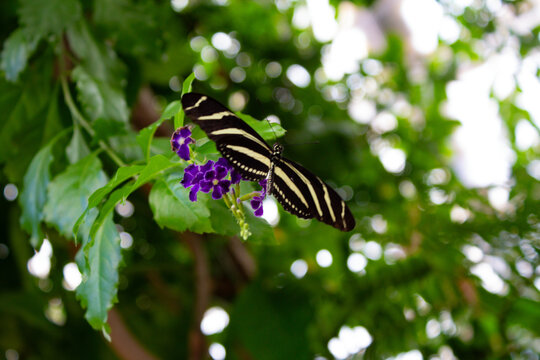 Zebra Longwing Butterfly Closeup Macro Shot On Leaf Heliconius Charithonia insect black and white exotic striped stripes image photo editorial natural with flowers purple stripe high resolution res