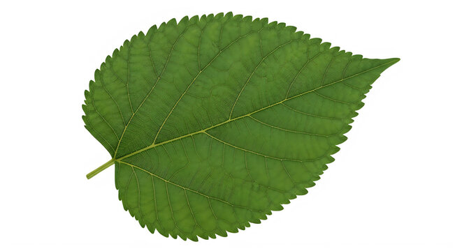 Detailed green mulberry leaf isolated on transparent background with natural leaf veins.
