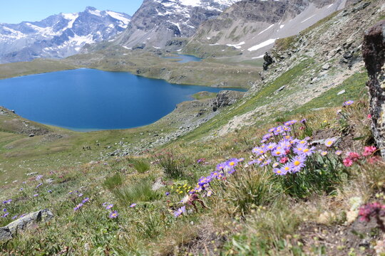 Whispers of the Wild Mountains