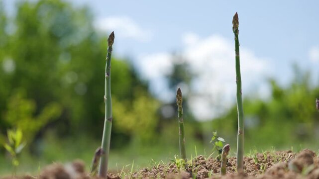 Fresh green raw edible asparagus officinalis shoots standing and growing out of soil while camera sliding and panning right in outdoor garden plantation with blurred background
