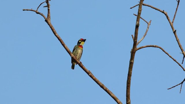 A footage of the coppersmith barbet on a tree