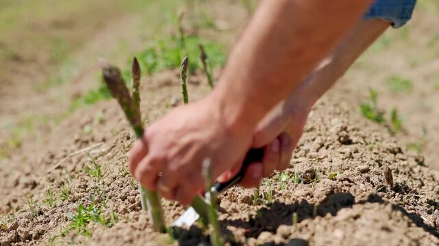 farmer reaches into the frame holding a knife cutting fresh green asparagus shoots at the base pulling the stalks from the earth and moving to gather the next plant 