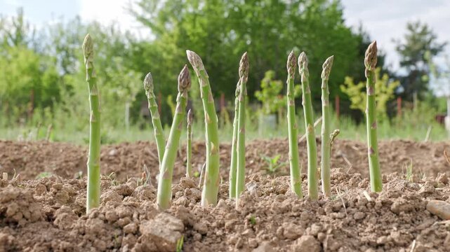 Spinning shot of fresh ecological asparagus shoots growing from soil in an outdoor garden