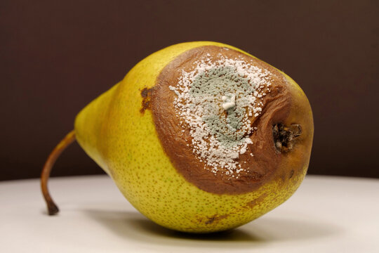 Rotting fruits. Over ripe and rotten pear, covered with mold and fungus
