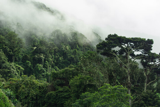 Costa rica monteverde cloud forest mist covering trees