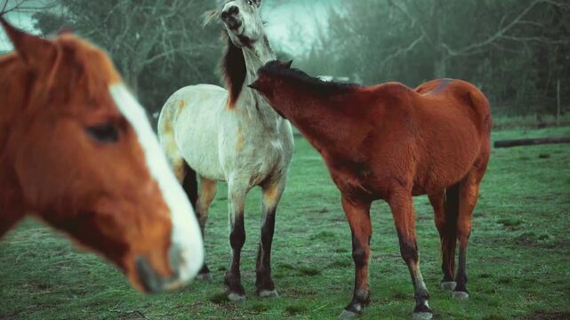 A horse showcasing its flowing mane in a natural outdoor environment, highlighting the beauty and strength of this majestic mammal. The image focuses on the elegant mane movement, muscular structure, 