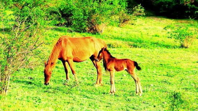 A brown horse standing gently beside its baby horse (foal) in a peaceful natural pasture. The scene captures a heartwarming moment of maternal care and bonding, highlighting the beauty of equine