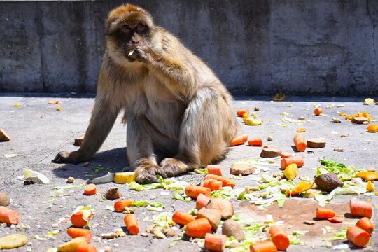 El macaco de Berber&iacute;a comiendo