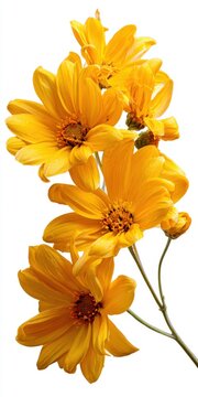 Bright Yellow Flowers With Water Droplets Against A White Background