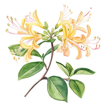 Honeysuckle Flower, watercolor illustration, vector, isolated on a white background.