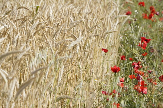 Detalle de campo con espigas de trigo con amapolas en relaci&oacute;n a la industria de la agricultura y alimentaci&oacute;n, cereales