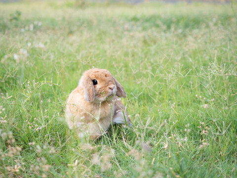 Adorable little brown holland lop rabbit sitting on vibrant green grass in a sunlit garden. Cute and fluffy bunny enjoying a warm spring morning, perfect for nature and pet concepts.
