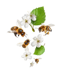 Flying bees around cherry blossoms close-up on a transparent background © Krafla