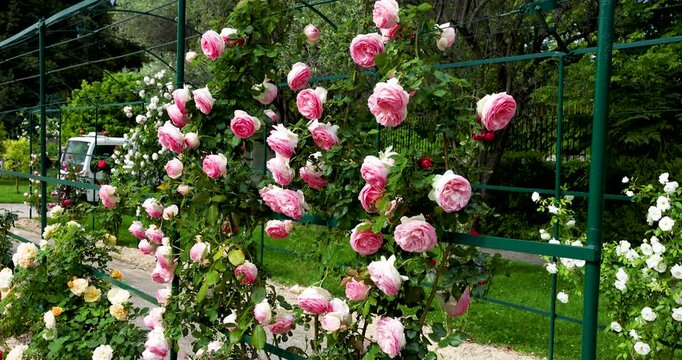 Lush pink climbing roses on green metal trellis in Cimiez Monastery garden in Nice. Close up view of blooming Pierre de Ronsard flowers in French Riviera public park. Romantic Mediterranean landscape