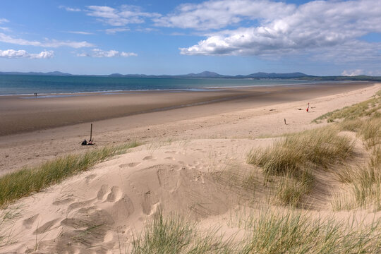 Sand dunes at Harlech beach, Morfa Harlech National Nature Reserve, Eryri National Park, Gwynedd, North Wales, UK.