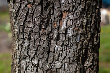 Obraz premium Tree trunk. Natural bark texture of an old pear tree, close-up.