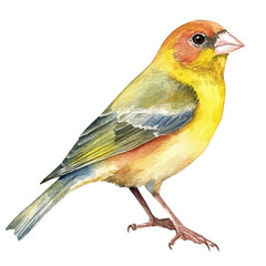 Fototapeta premium watercolor vector of Finch , isolated on a white background.