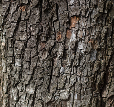 Tree bark texture. Natural bark texture of an old pear tree, close-up.