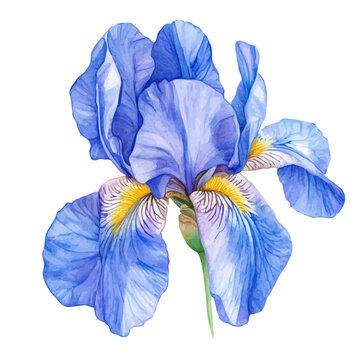 watercolor of Dutch Iris Flower vector, isolated on a white background.