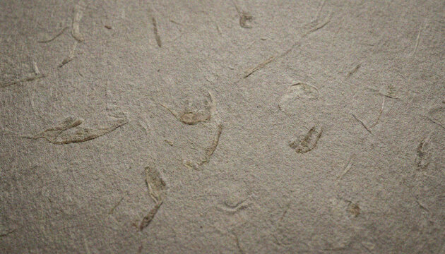 Fossilized ancient sea creatures on stone.