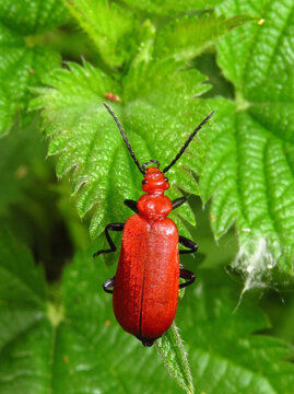 Rotk&ouml;pfiger Feuerk&auml;fer, wie sein Name verr&auml;t, ist sein wichtigstes Erkennungsmerkmal der rote Kopf.  Nahrung: Pollen, Nektar, Honigtau und Pflanzens&auml;fte.