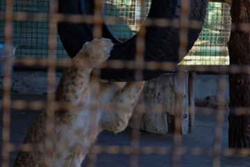 A playful lion cub grabs a suspended car tire with its paws inside an enclosure behind a metal mesh. This activity demonstrates environmental enrichment methods for wild cats in captivity, © Олег Струс