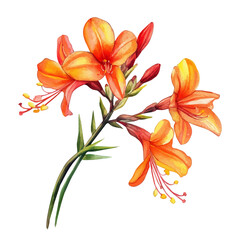 Obraz premium Crocosmia Flower, watercolor illustration, vector, isolated on a white background.