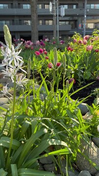 Dolly out shot of light blue wild hyacinths bathed in the morning sun