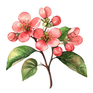 Cotoneaster Flower, watercolor illustration, vector, isolated on a white background.