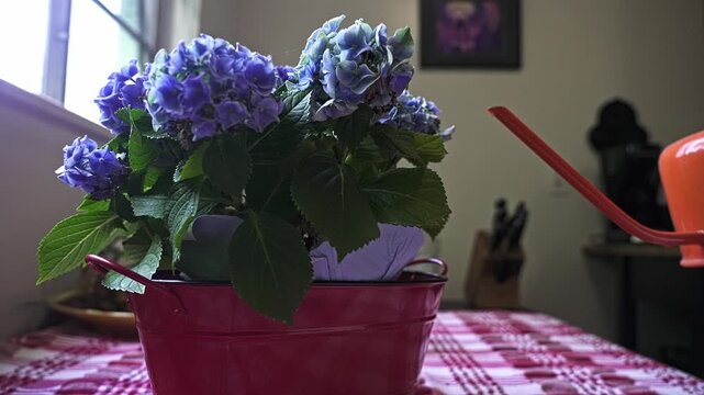 Human hand holding an orange watering can and watering a beautiful potted blue hydrangea plant on a table. Houseplant care and gardening