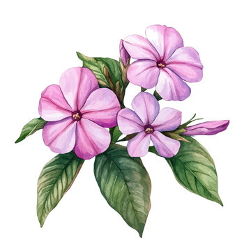Catharanthus Flower, watercolor vector , isolated on a white background.