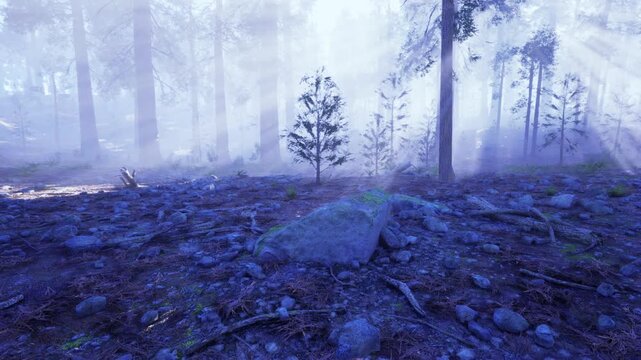 Misty pine forest with rocky floor blue cold light and low fog, mosscovered stones and damp soil, small saplings and undergrowth casting soft silhouettes,