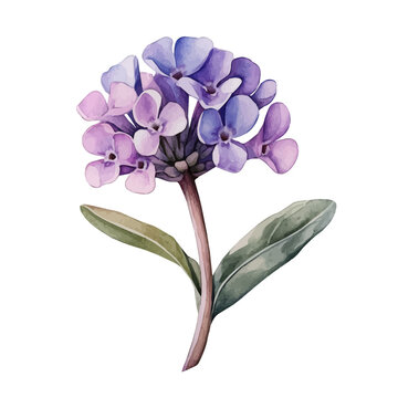 Candytuft Flower, watercolor vector painting, isolated on a white background.