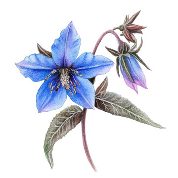 watercolor of Borage Flower vector, isolated on a white background.