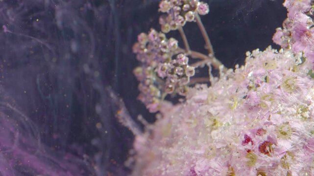 Dew studded blossoms in ink haze, micro detail closeup capturing sparkling droplets and soft pigment drift across miniature florets, delicate texture