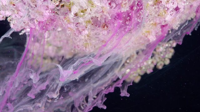 Pink petals washed with magenta pigment, artist study closeup showing veil of color streaming through tiny floral fringes, studio black background