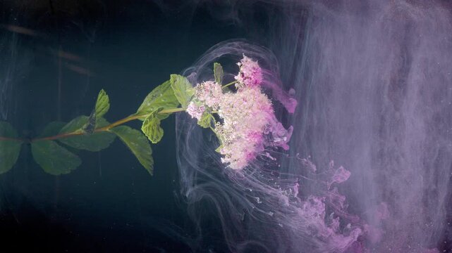 Branch with pink flowers ink curtain, romantic tableau showing lateral flow of pigment past foliage, moody studio composition for lifestyle campaign