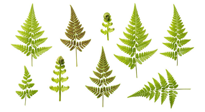 A minimalist flat lay of vibrant, miniature ferns showing bright green fronds, dark brown spore cases (sori), and coiled fiddleheads, isolated on a transparent background, concept of botanical