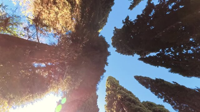 Upward View of Tall Cypress Trees Against Clear Blue Sky With Sunlit Canopy, Granada, Spain