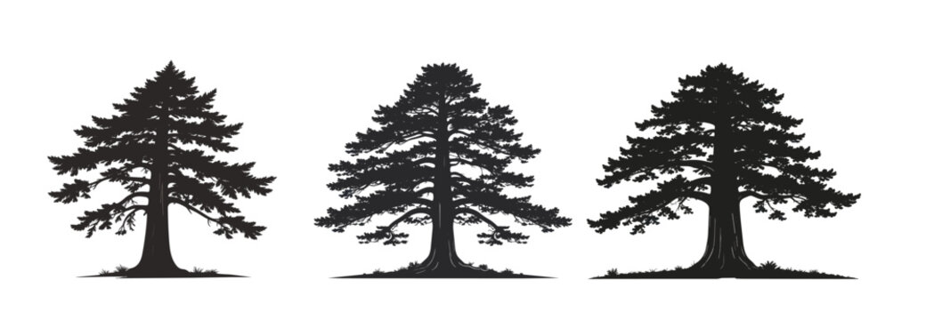 Redwood Tree Clipart collections